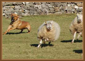 Janet Ardley of Cumbria Dog Training  - stop your dog chasing sheep